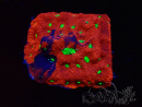 WYSIWYG Favites pentagona Warcoral