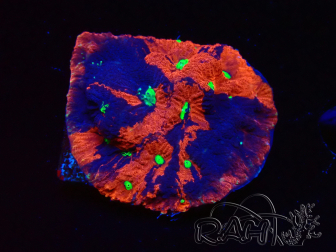 WYSIWYG Favites pentagona Warcoral 22I4