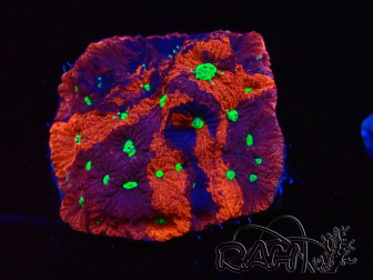 WYSIWYG Favites pentagona Warcoral