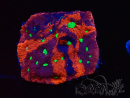 WYSIWYG Favites pentagona Warcoral