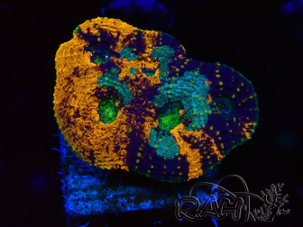WYSIWYG - Acanthastrea echinata XXL (11 cm)