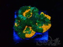 WYSIWYG - Acanthastrea echinata 22E2
