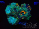 WYSIWYG - Acanthastrea echinata XL (8.5 cm)