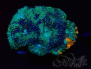 WYSIWYG - Acanthastrea echinata XL (6.5 cm)