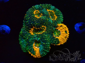 WYSIWYG - Acanthastrea echinata 22E5