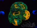 WYSIWYG - Acanthastrea echinata XL (8.5 cm)