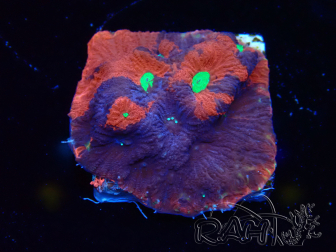 WYSIWYG Favites pentagona Warcoral