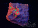WYSIWYG Favites pentagona Warcoral