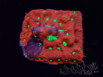 WYSIWYG Favites pentagona Warcoral