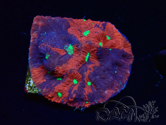 WYSIWYG Favites pentagona Warcoral 22I4