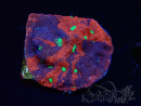 WYSIWYG Favites pentagona Warcoral