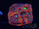 WYSIWYG Favites pentagona Warcoral 22I5