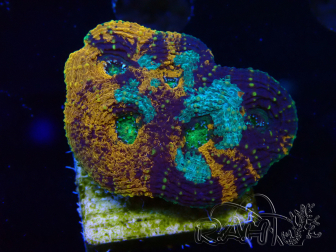 WYSIWYG - Acanthastrea echinata 22E1