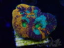 WYSIWYG - Acanthastrea echinata 22E1