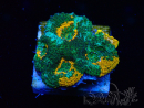 WYSIWYG - Acanthastrea echinata XL (6.5 cm)
