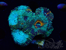 WYSIWYG - Acanthastrea echinata 22E3