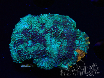 WYSIWYG - Acanthastrea echinata XL (6.5 cm)