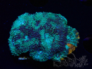 WYSIWYG - Acanthastrea echinata 22E4