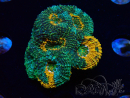 WYSIWYG - Acanthastrea echinata 22E5
