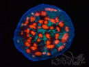 WYSIWYG - RAH Mycedium Ladybug