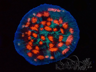 WYSIWYG - RAH Mycedium Ladybug