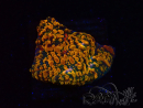 WYSIWYG - CC Cloudberry Chalice