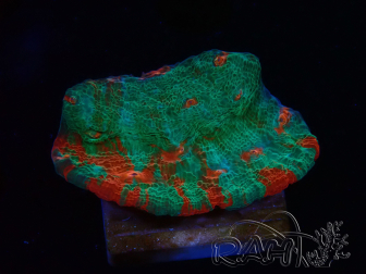 WYSIWYG - RAH Frog Face Chalice