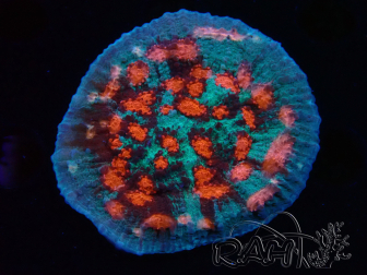 WYSIWYG - RAH Mycedium Ladybug
