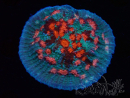 WYSIWYG - RAH Mycedium Ladybug