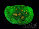 WYSIWYG - WWC Mycedium Space Invader 23D1