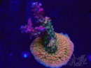 WYSIWYG- RAH Acropora Princess 5A1