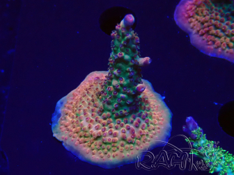 WYSIWYG- RAH Acropora Princess 5A2