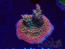 WYSIWYG- RAH Acropora Princess 5A3