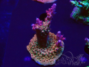 WYSIWYG- RAH Acropora Princess