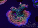 WYSIWYG- RAH Acropora Prinzessin