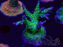 WYSIWYG- RAH Acropora Purple Haze 5B1