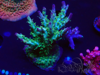 WYSIWYG- RAH Acropora Purple Haze