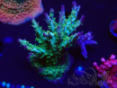 WYSIWYG- RAH Acropora Purple Haze