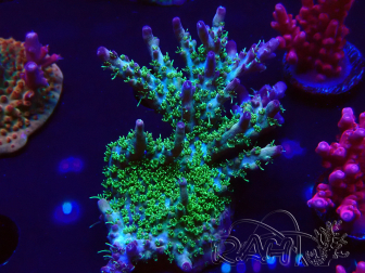 WYSIWYG- RAH Acropora Purple Haze
