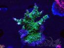 WYSIWYG- RAH Acropora Purple Haze