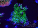 WYSIWYG- RAH Acropora Purple Haze