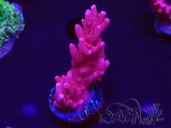WYSIWYG RAH Acropora ballerina 5C6