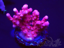 WYSIWYG RAH Acropora ballerina