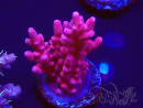 WYSIWYG RAH Acropora ballerina 5C8