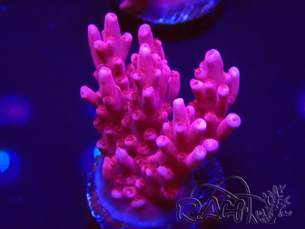 WYSIWYG RAH Acropora ballerina 5C10