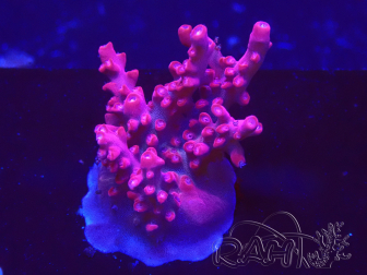 WYSIWYG Acropora millepora Pink