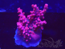 WYSIWYG Acropora millepora Rosa