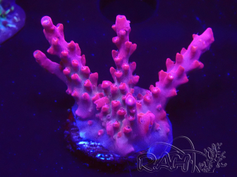 WYSIWYG Acropora