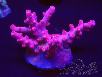 WYSIWYG RAH Acropora Ghost Town 5D3
