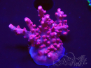 WYSIWYG RAH Acropora Ghost Town 5D4